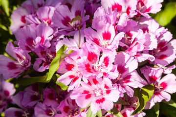 Fototapeta premium pink hydrangea flowers