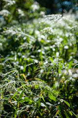 Morning dew drops shining with the bright light of the sunshine