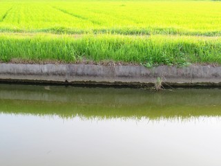 日本の田舎の風景　8月　水田の稲と夕陽