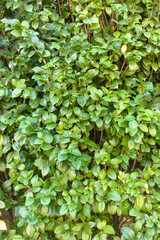 Green wall of trees forming a texture background
