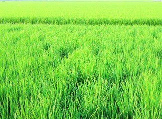 日本の田舎の風景　8月　水田の稲と夕陽