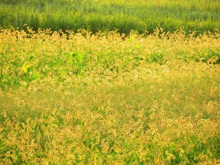 日本の田舎の風景　8月　休耕田と夕陽　ネコジャラシ