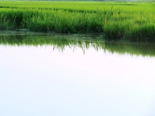 日本の田舎の風景　8月　水辺と草の夕景