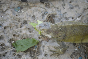 Lizard