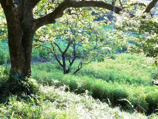 日本の田舎の風景　8月　夏の山の木々　柿