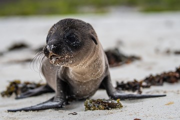 Naklejka premium adorable sea lion pup playing on the beach. 