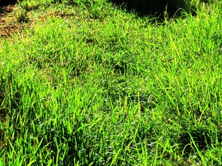 日本の田舎の風景　8月　夏の草叢