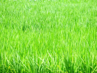 Obraz premium 日本の田舎の風景 8月 水田の稲を渡る風