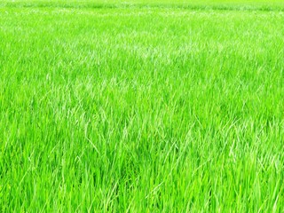 日本の田舎の風景　8月　水田の稲を渡る風