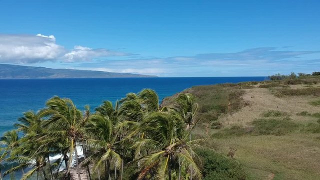 Coconut tree patch fly over at lipoa point maui hawaii