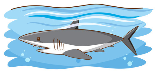 Obraz premium One gray shark swimming in the ocean