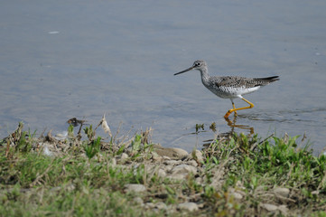 Greater Yellow-Legs