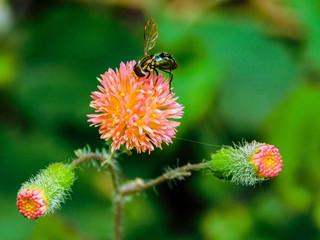 mosca, flores
