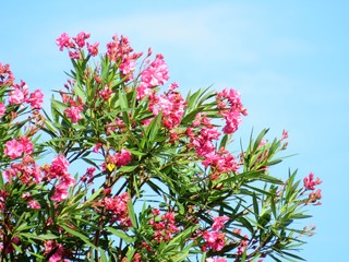 日本の田舎の風景　8月　花　キョウチクトウ（夾竹桃）