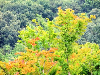 日本の田舎の風景　8月　浅く色づく紅葉