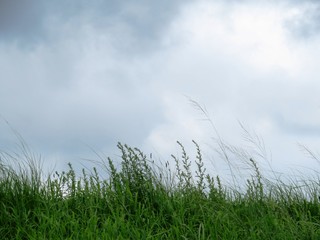 Obraz na płótnie Canvas 日本の田舎の風景　8月　夏草と曇り空