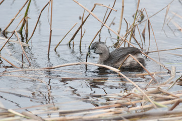 Pied-billed Grebe