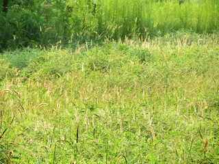 日本の田舎の風景　8月　野の花　休耕田のネコジャラシ
