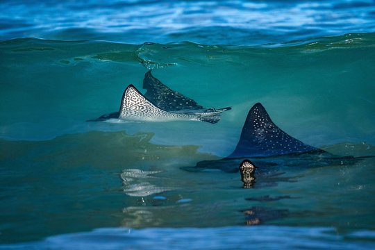 spotted eagle rays feeding in the ocean