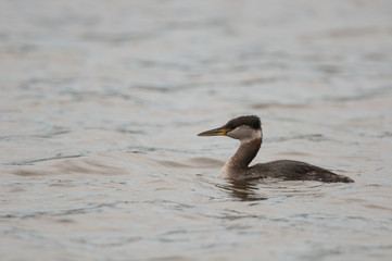 Red-Necked Grebe