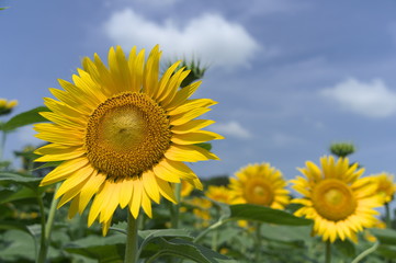あけぼの山ひまわり3