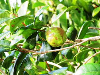 日本の田舎の風景　8月　椿の実