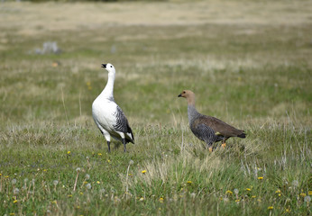 a pair of upland goose or Magellan goose (Chloephaga picta)