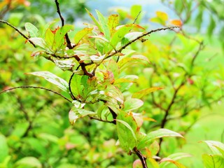 日本の田舎の風景　8月　雨降り　葉にとまる水滴