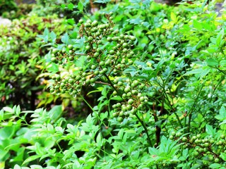 日本の田舎の風景　8月　雨降り　南天の実と水滴