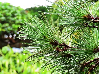 日本の田舎の風景　8月　雨降り　松葉と水滴