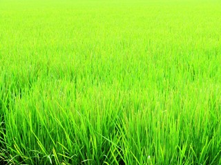 日本の田舎の風景　8月　稲穂の花