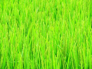 日本の田舎の風景　8月　稲穂の花