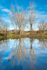 Obraz premium Bare trees reflections in water at a lagoon in the awe Spanish countryside at Extremadura during winter time. The blue sky and the tree branches are reflected in the water and mixed with the algae 