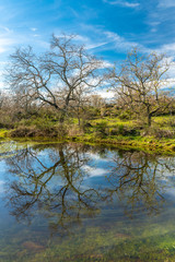Fototapeta na wymiar Bare trees reflections in water at a lagoon in the awe Spanish countryside at Extremadura during winter time. The blue sky and the tree branches are reflected in the water and mixed with the algae 