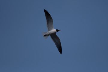 Laughing Gull