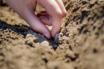 Hands of farmer growing and nurturing plant seeds of carrots in garden bed. Sowing seeds in spring for ecological farming. 