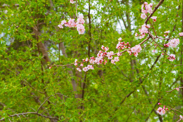 Fototapeta premium Cherry Tree Peach Blossom flowering pink flowers green background close up