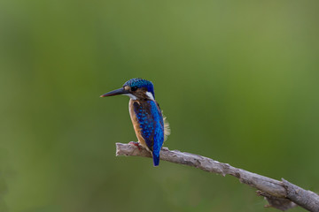 Malachite Kingfisher bird on branch