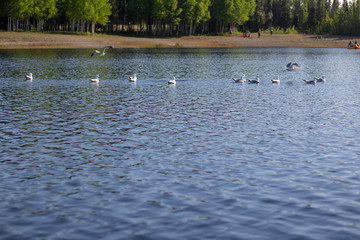 Seagulls on the lake in summer Alaska