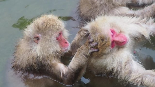 Japanese snow monkey bathing in outdoors Hot spring at Jigokudani snow monkey park in Nagano prefecture, Japan