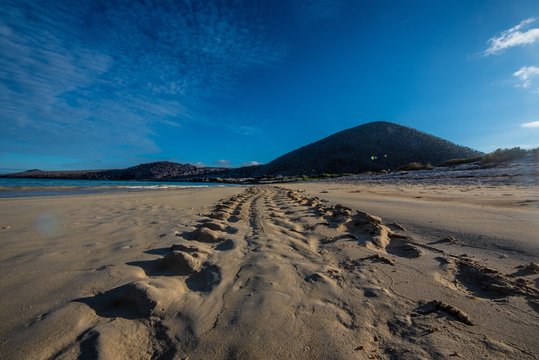 sea turtle track, punta cormorant. Galapagos islands.