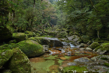 Naklejka na ściany i meble Yakushima; ancient forest; cedar forest; Kagoshima; enchanted forest. osumi island; kyushu; Natural World Heritage Site; sugi