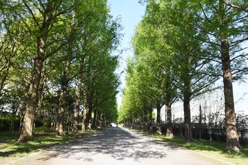 Metasequoia trunk and row of fresh green / Cupressaceae deciduous tall tree
