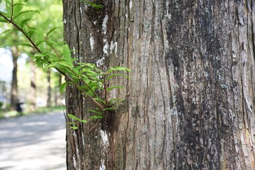 Metasequoia trunk and row of fresh green / Cupressaceae deciduous tall tree
