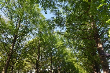 Metasequoia trunk and row of fresh green / Cupressaceae deciduous tall tree
