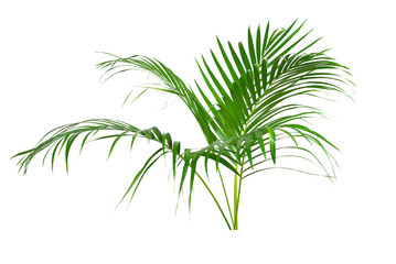 Fototapeta na wymiar Coconut leaves or Coconut fronds, Green plam leaves, Tropical foliage isolated on white background with clipping path