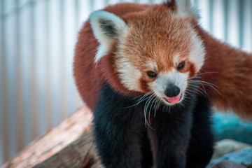 Close up shot of a red panda at the John Ball Zoo
