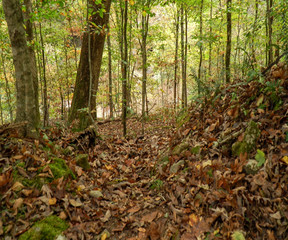 path in the forest