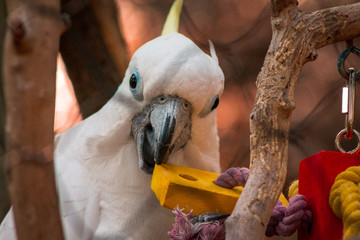 Cockatoo playing with a toy in an enclosure at the John Ball Zoo
