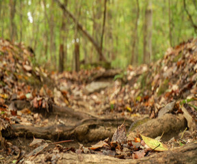 Blurry Wooded Path